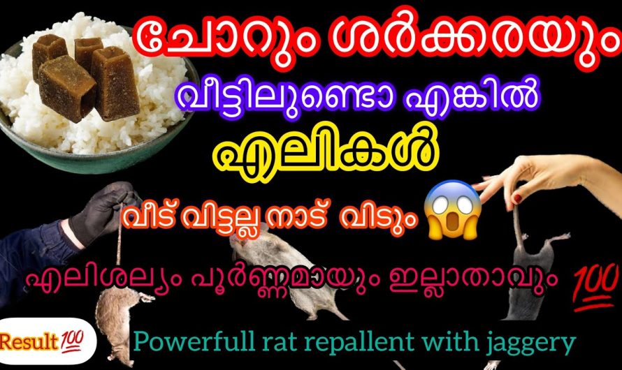 ഒരു കഷ്ണം ശർക്കരയും കുറച്ചു ചോറും മതി വീട്ടിൽ നിന്ന് എലി ശല്യം  ഒഴിവാക്കാം