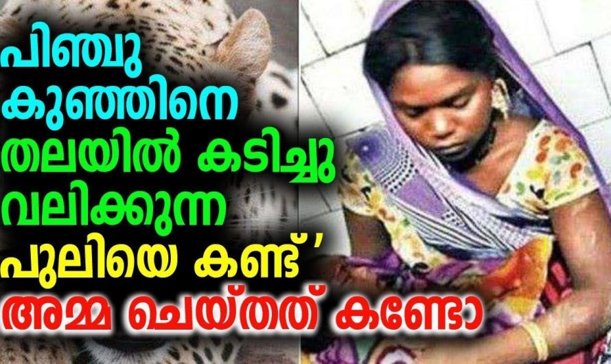 പിഞ്ചു കുഞ്ഞിനെ ക.ടി.ച്ചു വ.ലി.ക്കുന്ന പുലിയെ കണ്ട് ‘അമ്മ ചെയ്തത് കണ്ടോ !!!!