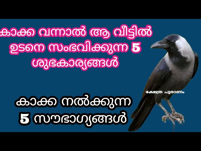 കാക്കക്ക് നിത്യവും ഈ കാര്യം ചെയ്താൽ, ഐശ്വര്യവും സമ്പത്തും കുതിച്ച് ഉയരും