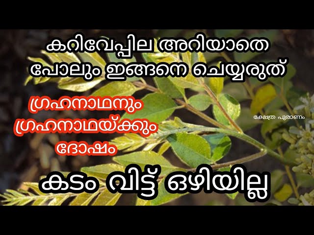 ആ വീട്ടിൽ വാഴില്ല, കറിവേപ്പിലയോട് ഈ തെറ്റ് ചെയ്യുന്നവർ