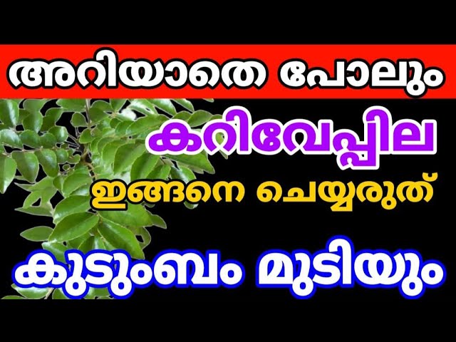 ശ്രദ്ധിക്കുക! കറിവേപ്പില വീട്ടിൽ ഉണ്ടോ? ഈ തെറ്റ് അറിയാതെ പോലും ആവർത്തിക്കരുത്