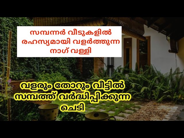 സമ്പത്ത് വർദ്ധിച്ച് കൊണ്ടിരിക്കും, സർപ്പ ഐശ്വര്യം കുടി കൊള്ളുന്ന ചെടി, സമ്പന്നർ വീടുകളിൽ വളരെ രഹസ്യമായി വളർത്തുന്ന ചെടി