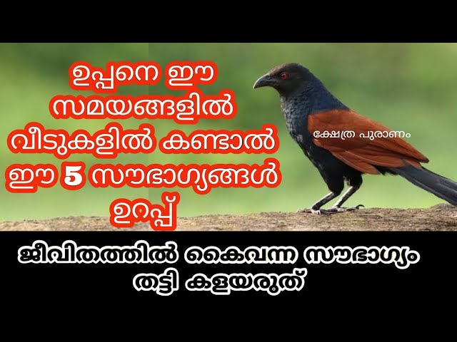 ഇങ്ങനെ വിളക്ക് ഇന്ന് സന്ധ്യക്ക് കൊളുത്തി പ്രാർത്ഥിച്ചാൽ, മനസ്സിലെ ആഗ്രഹം നടന്നു കിട്ടും