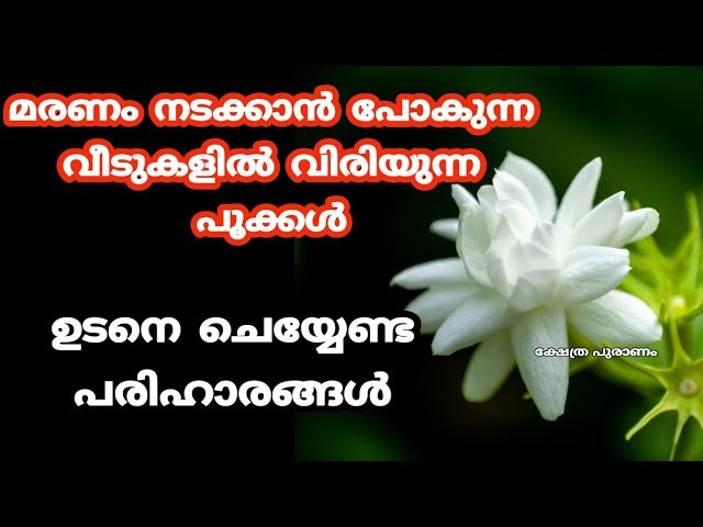 വീട്ടിൽ മരണം നടക്കാൻ പോകുന്ന സമയത്ത്‌ വിരിയുന്ന പുഷ്പങ്ങൾ….