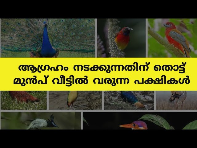 ഈശ്വര അനുഗ്രഹം കൂടെയുള്ളപ്പോൾ നമ്മൾ കാണുന്ന പക്ഷികൾ, ഇതിൽ ഏതെങ്കിലും ഒന്ന് കണ്ടാൽ രക്ഷപ്പെട്ടു