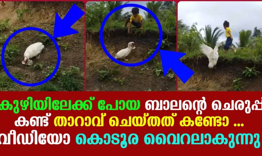 താറാവ് ചെയ്തത് കണ്ടോ കുഴിയിലേക്ക് പോയ ബാലന്റെ ചെരുപ്പ് കണ്ട് … വീഡിയോ കൊടൂര വൈറലാകുന്നു !!!!