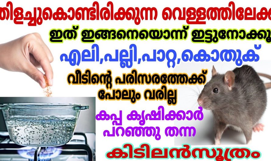 വീട്ടിൽ നിന്ന്‌ മാത്രമല്ല എലി പല്ലി പാറ്റ എന്നിവ നാട്ടിൽ നിന്ന് തന്നെ ഓടും