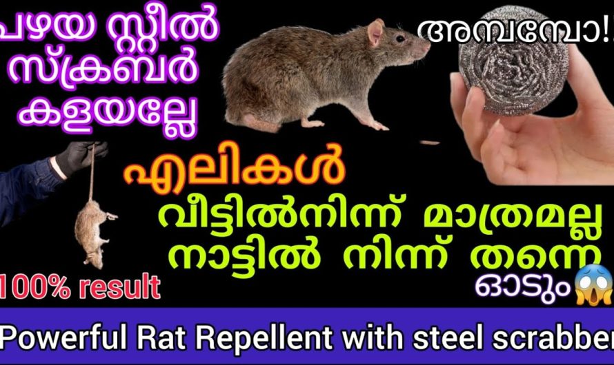 നാട്ടിൽ നിന്ന് തന്നെ ഓടും എലി പല്ലി പാറ്റ എന്നിവ