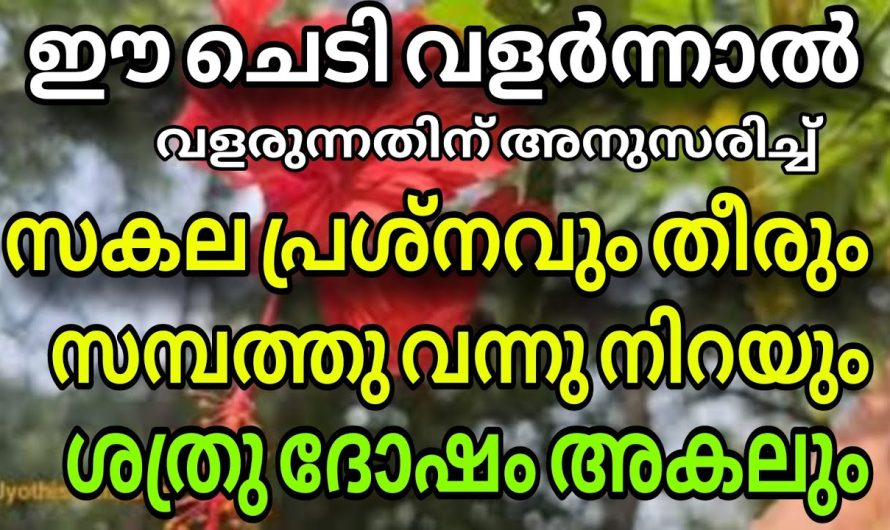 വീട്ടിലെ സകല സമ്പത്തിക പ്രശ്നവും തീരും ഈ ചെടി ഇങ്ങനെ വച്ചാൽ  സമ്പത്തും കൂടും