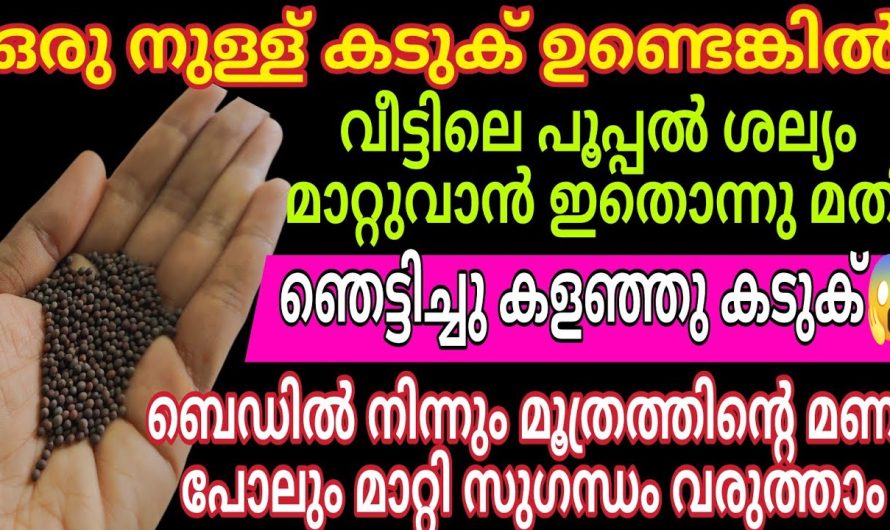 ഇത്ര ഭീകരനോ കടുക്? എത്ര അഴുക്കുപിടിച്ച സോഫയും അലമാരയും ക്ലീൻ ആക്കാം