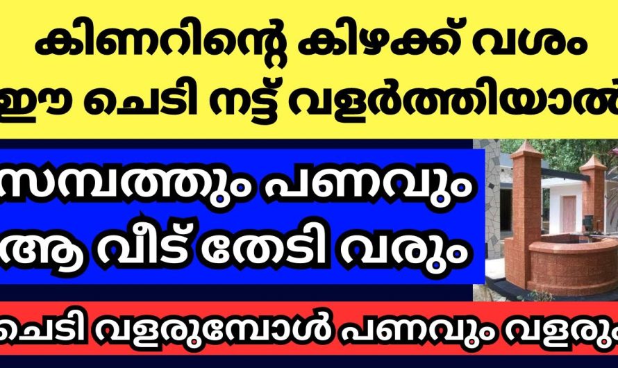 കിണർ നിൽക്കുന്നതിന്റെ കിഴക്ക് ഭാഗത്ത് വളർത്തിയാൽ സർവ്വൈശ്വര്യം കൊണ്ട് വരുന്ന ചെടികൾ