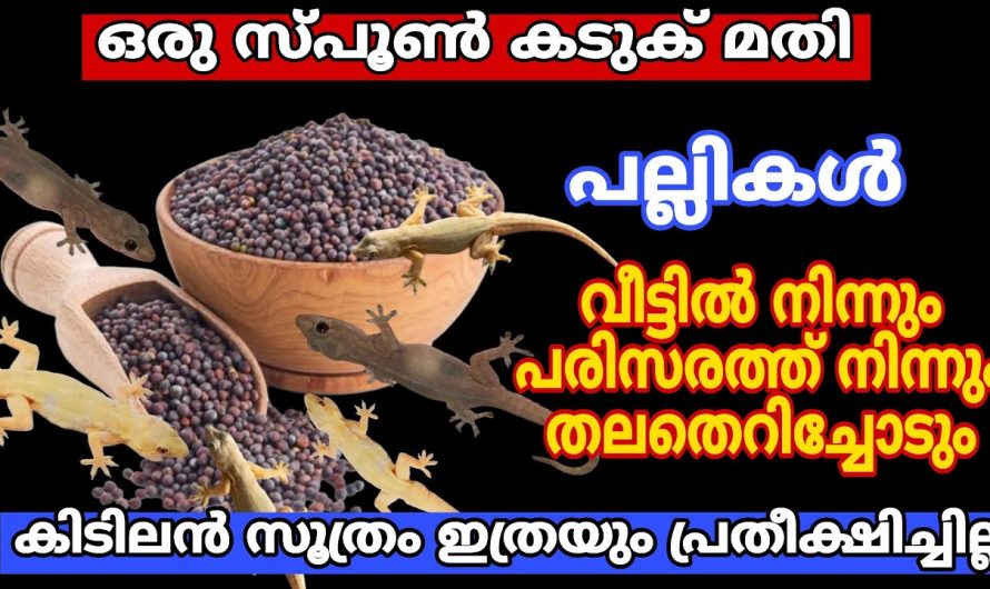 ഒരു സ്പൂൺ കടുക് മതി/ആരും പറയാത്ത പുതിയ സൂത്രം, പല്ലി കൂട്ടം കൂട്ടമായി ചത്തു വീഴും