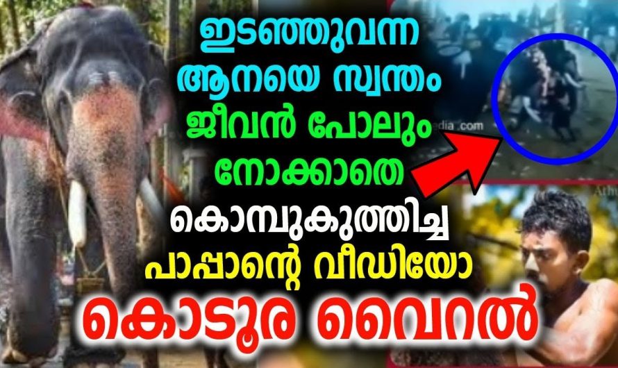 ഇരട്ടചങ്കൻ ഇടഞ്ഞുവന്ന ആനയെ കൊമ്പുകുത്തിച്ചു, വീഡിയോ വൈറൽ