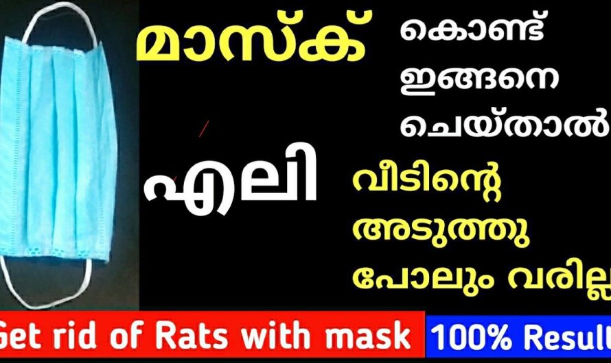 എലി വീടിന്റെ പരിസരത്ത് പോലും വരില്ല മാസ്ക് കൊണ്ട് ഇങ്ങനെ ചെയ്താൽ