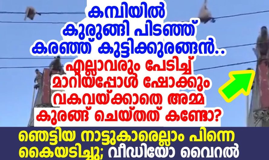 ഈ അമ്മ ചെയ്തത് കണ്ടോ? കുട്ടിക്കുരങ്ങനെ മരിക്കാന്‍ വിടാതെ വീഡിയോ വൈറല്‍