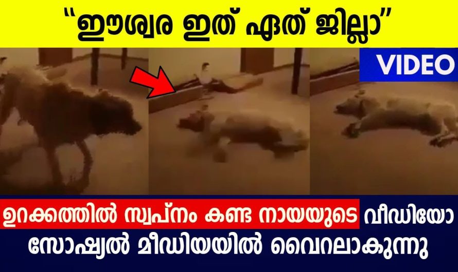 സ്വപ്നം ഉറക്കത്തിൽ കണ്ട നായയുടെ വീഡിയോ സോഷ്യൽ മീഡിയയിൽ ചിരി നിറയ്ക്കുന്നു,