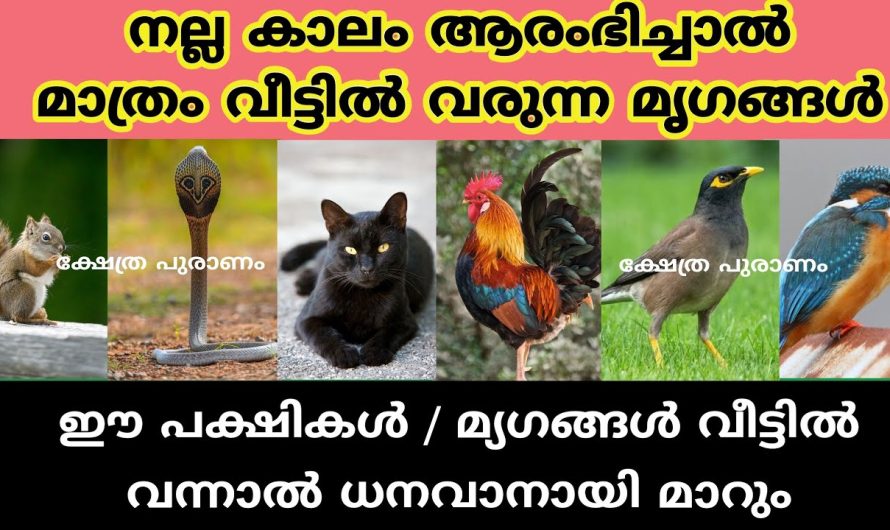 ധനവാനായി മാറും ഈ പക്ഷികൾ / മ്യഗങ്ങൾ വീട്ടിൽ വന്നാൽ നല്ല കാലം ആരംഭിച്ചു