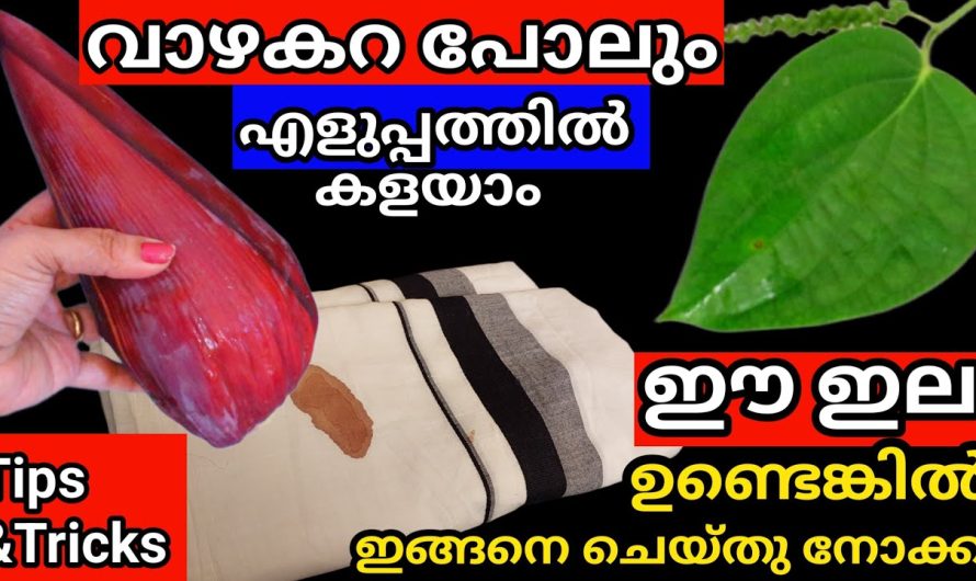 ഈസിയായി ഇതൊന്നു തൊട്ടാൽ വാഴക്കറ പോലും കളയാം, കുരുമുളകിന്റെ ഇല ഒരു സംഭവം തന്നെ