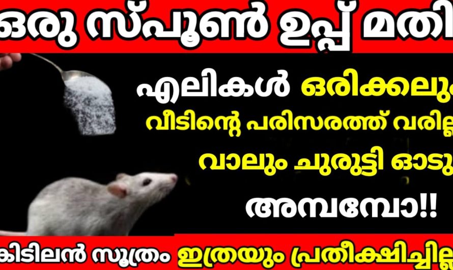 ഗ്രാമത്തിലെ കർഷകർ പറഞ്ഞ തന്ന സൂത്രം, എലികൾ പല്ലികൾ പാറ്റകൾ തലതെറിച്ചോടും