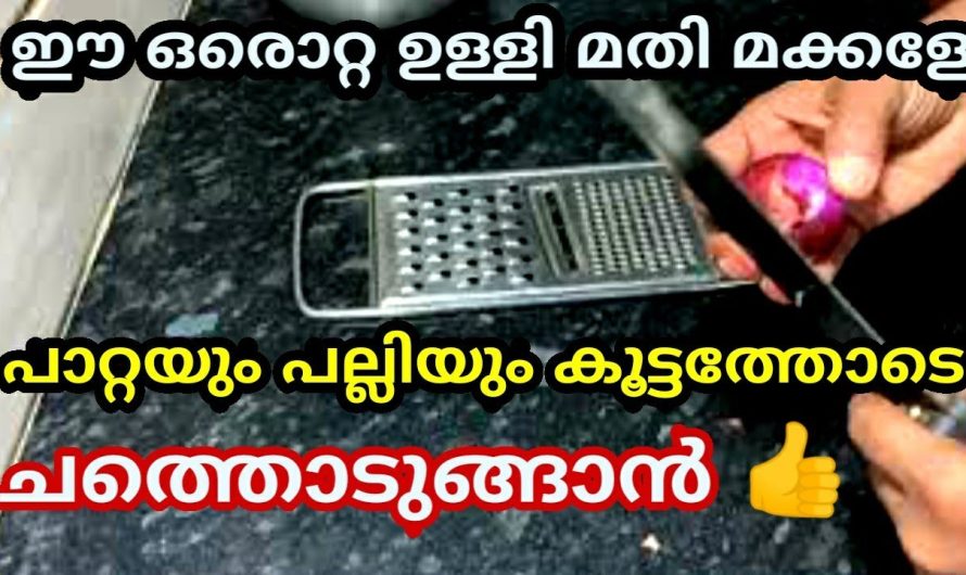 100 ഓളം പാറ്റയും പല്ലിയും ചത്തൊടുങ്ങാൻ, ഒരൊറ്റ ഉള്ളി മതി