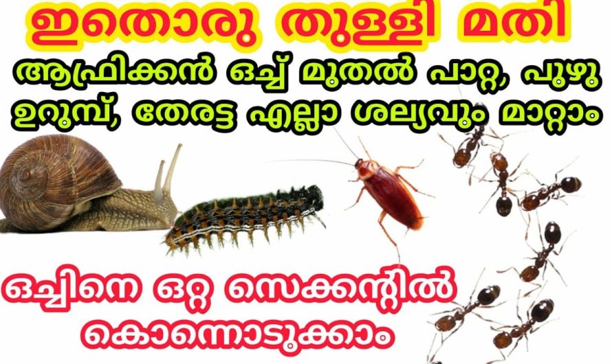 ഒച്ച്, ഈച്ച ,തേരട്ട , പാറ്റ ,പുഴു എല്ലാ ശല്യവും മാറ്റാം ഇതൊരു തുള്ളി മതി