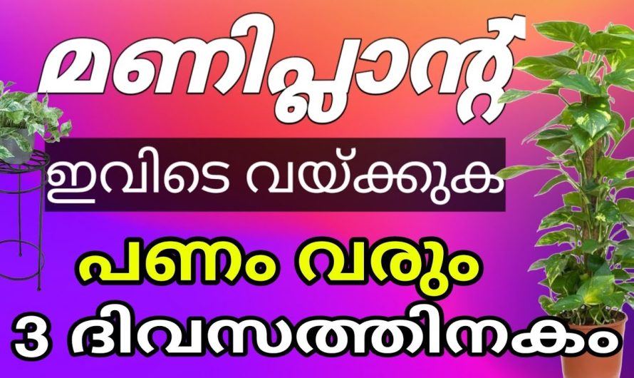 പണക്കാരായിട്ടുണ്ട് മണിപ്ലാന്റ് ഇങ്ങനെ വച്ചവരൊക്കെ, വലിയ അത്ഭുതം