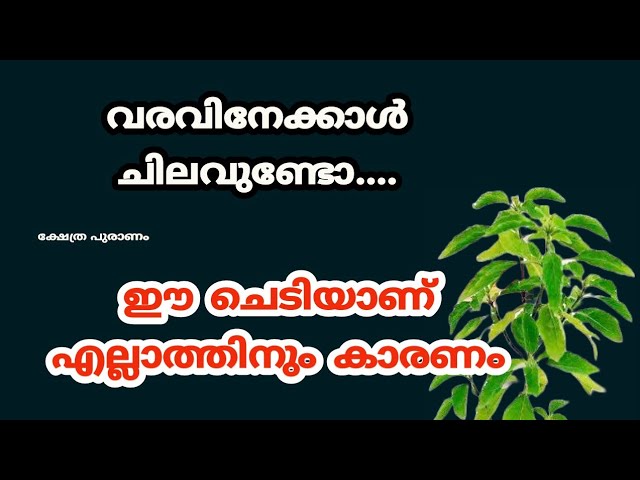 ഈ ചെടിയാണ് കാരണം വീട്ടിൽ കൈയ്യിൽ പണം നിൽക്കുന്നില്ല എക്കിൽ