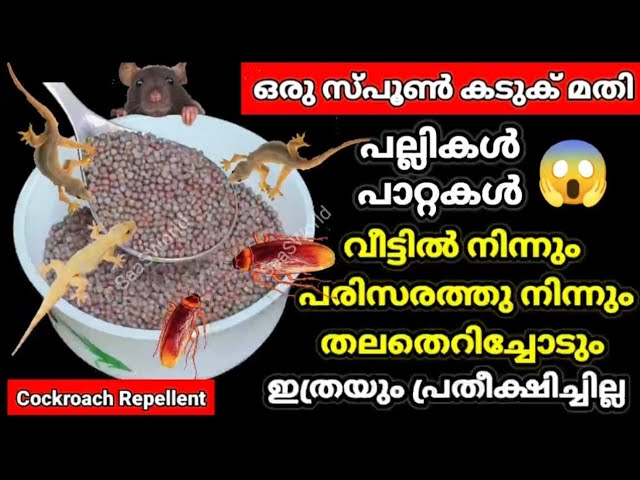 ഒരു സ്പൂൺ കടുക് മതി പല്ലി കൂട്ടം കൂട്ടമായി ചത്തു വീഴും, ആരും പറയാത്ത പുതിയ സൂത്രം