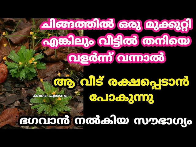 മഹാഭാഗ്യം ഇത് നടക്കും ചിങ്ങത്തിൽ മുക്കുറ്റി തനിയെ വളർന്നാൽ