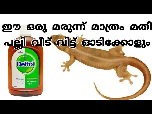 ഒരു അത്‌ഭുത മരുന്ന് പല്ലിയെ ഓടിക്കാൻ, ഇനി ഒരു പല്ലി പോലും വീട്ടിൽ ഉണ്ടാവില്ല|