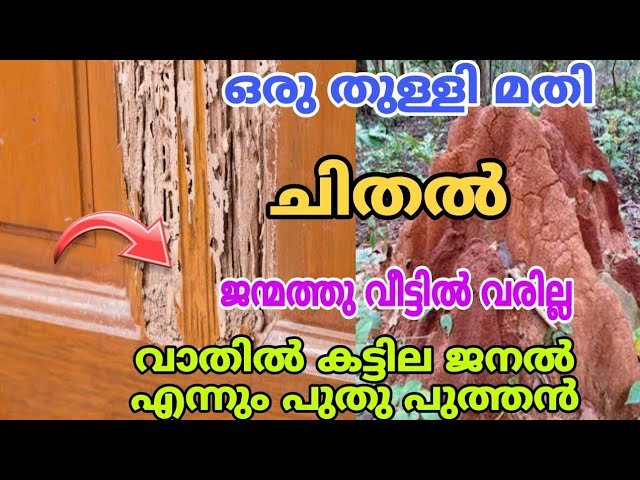 അടുക്കളയിൽ നിന്ന് ഈ ഒരു സാധനം മതി  ഇനി വീടിന്റെ അയലത്തു ചിതൽ വരില്ല