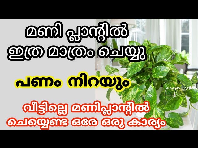 മ.രണ ദു.ഖം ഫലം വന്നു ചേരും ഈ ദിശയിൽ മണിപ്പാന്റ് വളർത്തിയാൽ