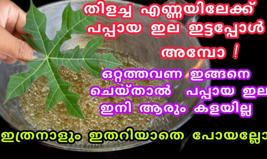 പപ്പായ ഇല ഉണ്ടായിട്ടും അറിയാതെ പോയല്ലോ ഈ രഹസ്യങ്ങൾ