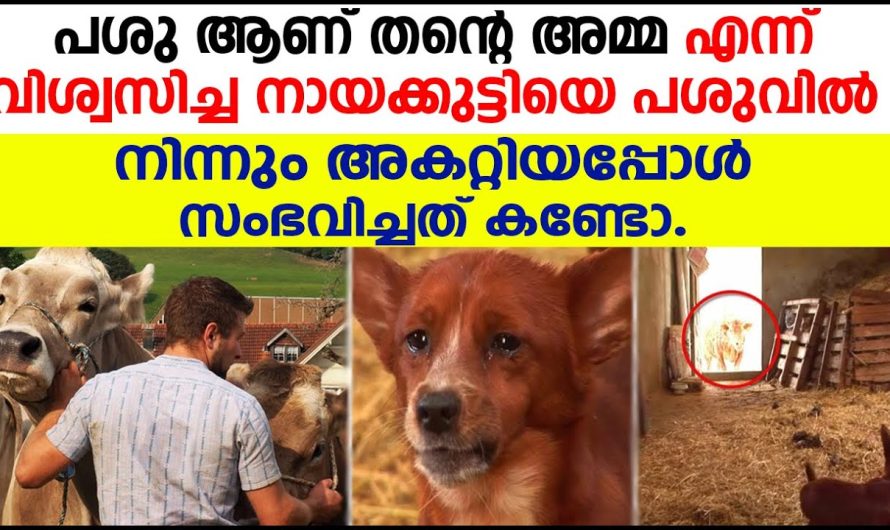 നായക്കുട്ടിയെ പശുവിൽ നിന്നും അകറ്റിയപ്പോൾ പശു ആണ് തൻ്റെ അമ്മ എന്ന് വിശ്വസിച്ച നായക്കുട്ടിക്ക് സംഭവിച്ചത് കണ്ടോ.