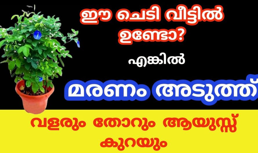 ആയുസ്സ് വളരും തോറും കുറക്കുന്ന ചെടികൾ