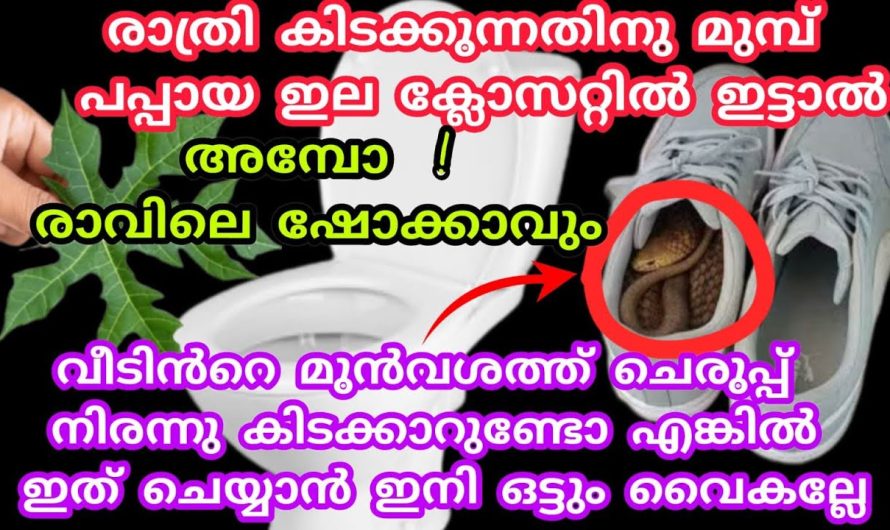 തീർച്ചയായും ഞെട്ടിക്കും പപ്പായ ഇല, മൂന്നു പ്രശ്നങ്ങൾക്കുള്ള പരിഹാരം