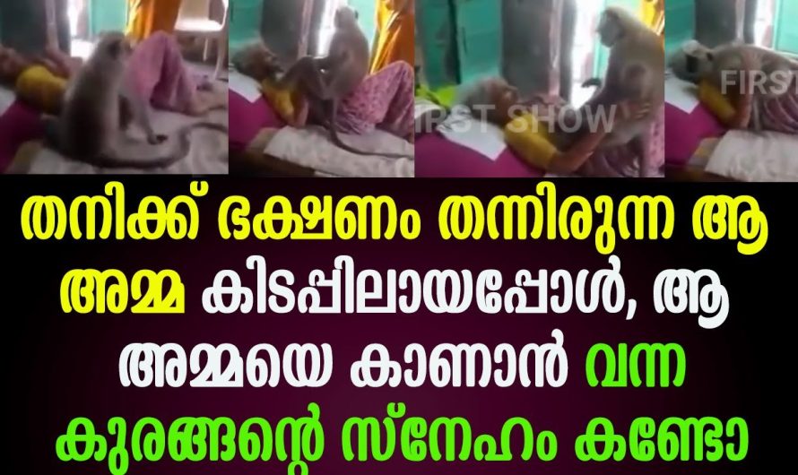 ഭക്ഷണം തന്നിരുന്ന ആ അമ്മ കിടപ്പിലായപ്പോൾ, ആ അമ്മയെ കാണാൻ വന്ന കുരങ്ങൻ വീഡിയോ വൈറൽ