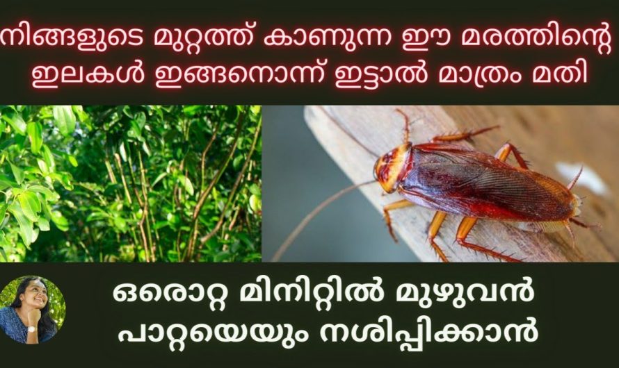 ഒരൊറ്റ മിനിറ്റിൽ ഈ ഇല മതി പാറ്റയെ തുരത്താൻ അറിയാതെ പോകല്ലേ,