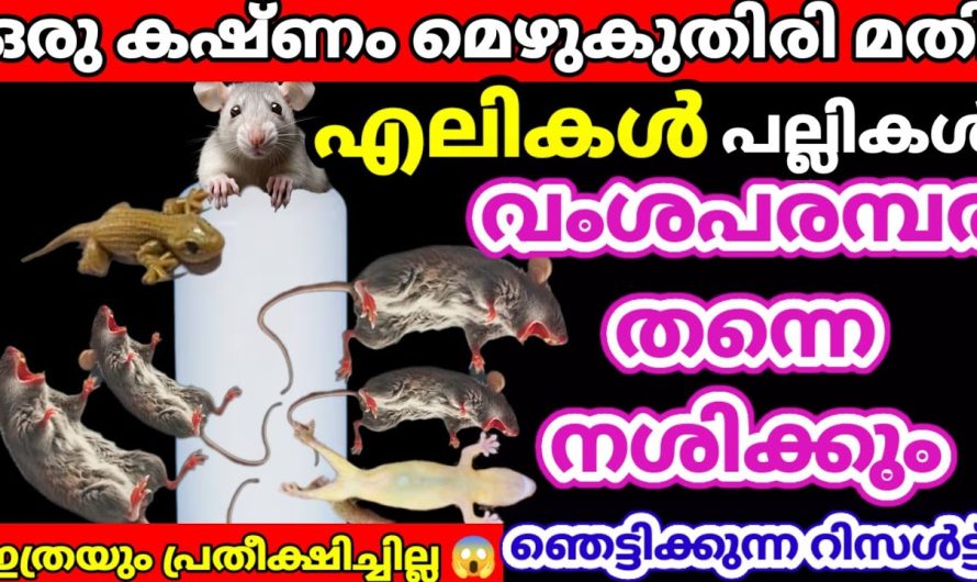 എലികൾ കൂട്ടമായിചത്ത്‌ വീഴും ഒരുകഷ്ണം മെഴുകുതിരി മാത്രം മതി