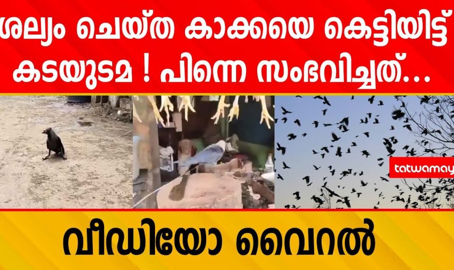 കെട്ടിയിട്ടു കാക്കയെ ; പിന്നെ നടന്നത്…. വീഡിയോ വൈറൽ