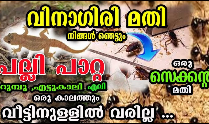 വീട്ടിൽ കാണില്ല ഇത് ഒന്ന് മതി പാറ്റ, പല്ലി, എലി ഒന്നും