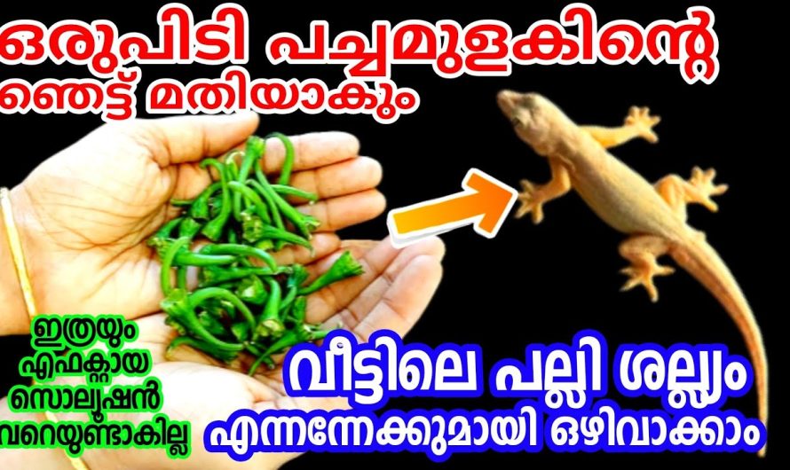 ഒരു ചിലവുമില്ലാതെ പല്ലി ശല്ല്യം തീർക്കാനുള്ള ഈ മാജിക്  അറിയാതെ പോയോ