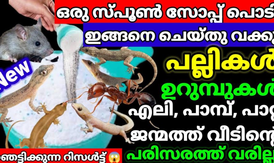 ബംഗാളിപറഞ്ഞു തന്ന സൂത്രം പല്ലികൾ എലികൾ ജില്ലയും വിട്ടോടും!ഞെട്ടിക്കും!