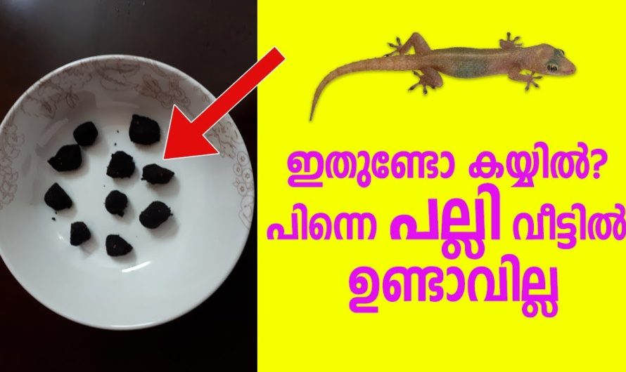 ഇതുണ്ടോ കയ്യിൽ? വീട്ടിൽ പിന്നെ പല്ലി ഉണ്ടാവില്ല