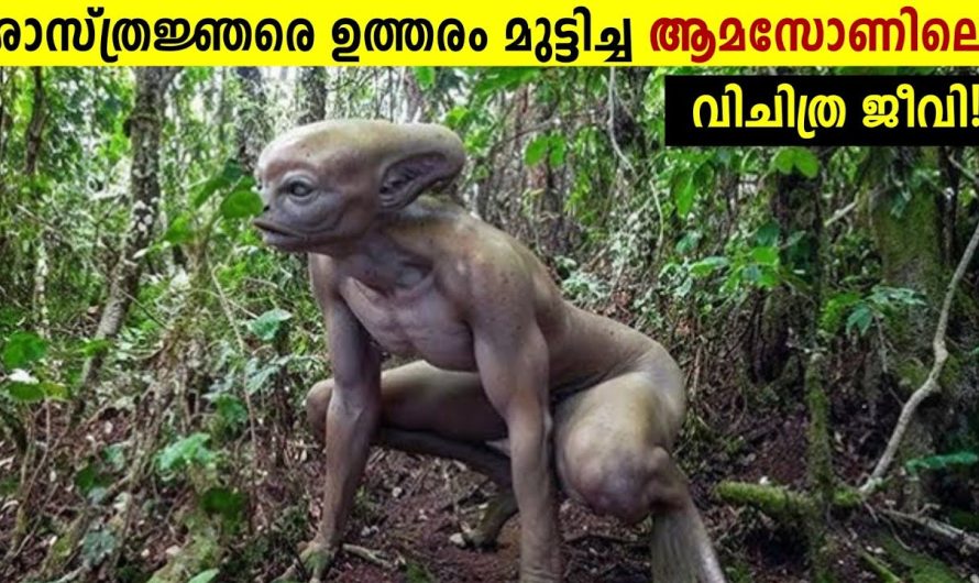 വനത്തിലെ വിചിത്ര ജീവികൾ കണ്ടു ഞെട്ടി ശാസ്ത്ര ലോകം