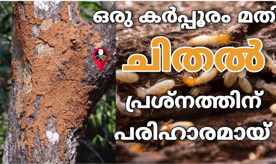 ഇത് മൂലം പരിഹരിക്കാം ചിതൽ എന്ന വലിയ ഒരു പ്രശ്നം