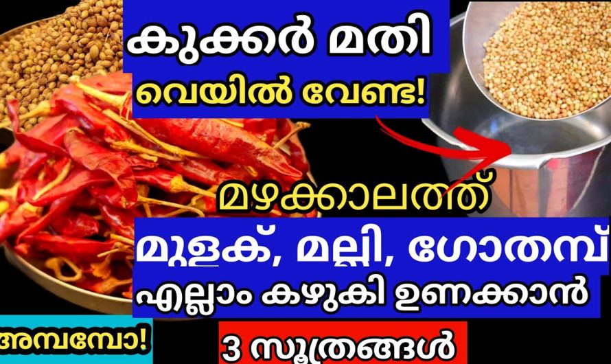 എത്ര പെരുമഴയത്തും മുളക്, മല്ലി, ഗോതമ്പ് കഴുകിയുണക്കി വീട്ടിൽ പൊടിക്കാം കുക്കർ ഉണ്ടെങ്കിൽ