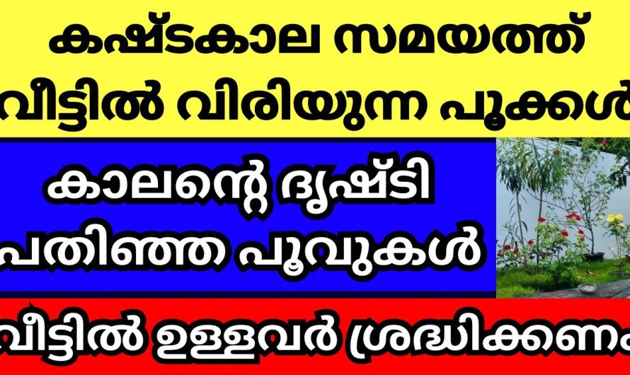 വീട്ടിൽ ഈ ചെടികൾ പൂക്കുന്നത് ചിലത് വരാൻ പോകുന്നതിന്റെ ലക്ഷണം, അറിയണം ഈ വലിയ സത്യം