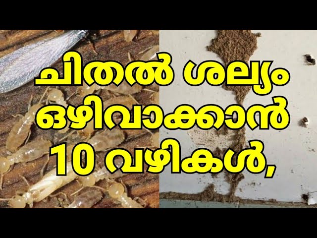 10 സൂത്രങ്ങൾ ചിതലിനെ ഓടിക്കാൻ, നാട്ടിൽ നിന്ന് തന്നെ നമുക്ക് ഓടിക്കാം