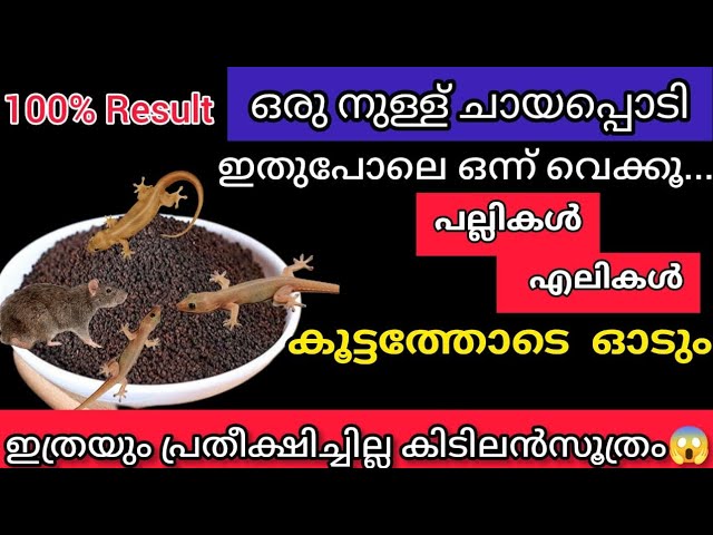 ചത്തു വീഴും പല്ലികൾ എലികൾ കൂട്ടംകൂട്ടമായി ഒരു സ്പൂൺ തേയില പൊടി മതി